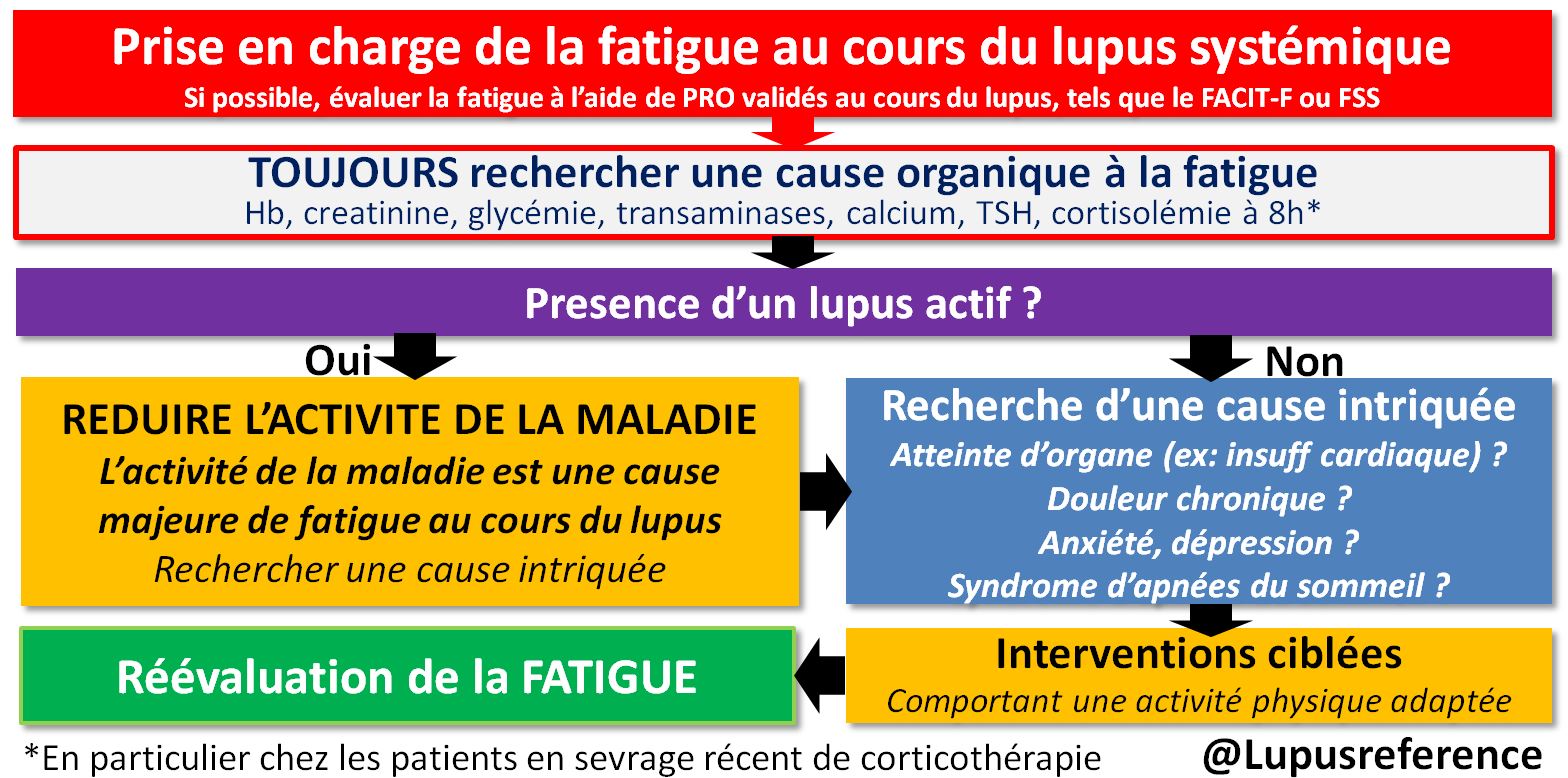 Lupus – CRMR Des Maladies Auto-immunes De Strasbourg (RESO)